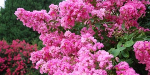 Indijski lila lagerstremia: fotografija, opis